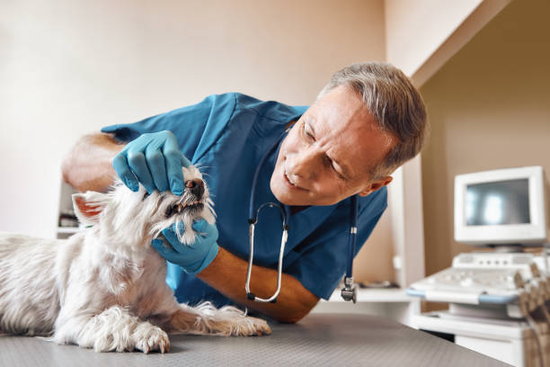 Best Emergency Dentist for Knocked-Out Tooth in Johnsonville, SC